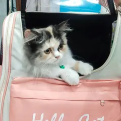 It always makes my day to see happy patients like this little one arriving for a check-up. Making vet visits a positive experience is important, and this fluffy Persian cat seems ready and curious in its travel carrier.