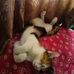 ADOPTED! The two sisters sleeping peacefully, completely safe and cherished in their new home.