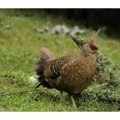 The female Kalij Pheasant, whose intricate brown-patterned plumage provides excellent camouflage on the forest floor where she nests. Both sexes share the characteristic bare red face.