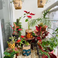 I love using natural and biodegradable materials. These jute grow bags with Kalamkari prints are an eco-friendly and stylish option for holding a variety of potted plants on a client's balcony.
