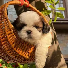 A picture-perfect moment with one of our Shih Tzu puppies resting in a basket. We ensure our pups are well-socialized and comfortable, ready to join their new families.