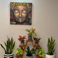 We created this peaceful, symmetrical plant corner for a client. The wooden A-frame stand is filled with colorful Aglaonemas and Pothos, flanked by two tall Snake Plants. It brings such a sense of calm and balance to the space.