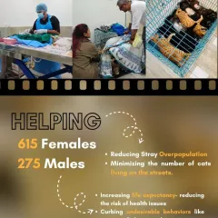 This collage shows the impact of our cat sterilization program. With the help of community caregivers, we sterilized 890 cats in the first half of 2025 alone, preventing thousands of kittens from being born onto the streets.