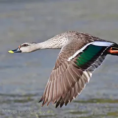 The marvel of bird flight is a symphony of physics and anatomy. Here, a Spot-billed Duck demonstrates the powerful downstroke, its wings cutting through the air with precision. Each movement is part of a seamless rhythm that makes flight appear effortless.