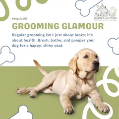 Grooming is more than just looking good, it's about your dog's health. Regular brushing, bathing, and pampering helps maintain a shiny, healthy coat and happy skin. We call it grooming glamour for a reason!