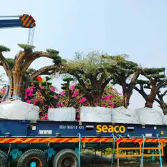 We have the logistical capability to source and transport large, mature specimen trees for our projects. This shows our team loading massive, hundred-year-old bonsai trees for delivery, ensuring an immediate, established look.