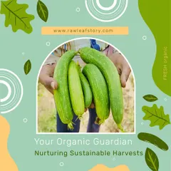 A handful of freshly picked organic zucchini from our farm. This image captures the vibrant color and freshness that is only possible when produce is harvested just hours before it is delivered to our partners.
