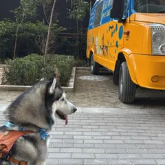The best part of our service? We come to you. No more stressful car rides. This handsome Husky is waiting patiently for his spa session, just steps away from his home. Convenience for you, comfort for your pet.