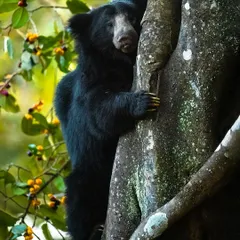 It's not every day you see a Sloth Bear climbing 20 feet up a Strangler Fig tree for a meal. This incredibly rare sighting from Bhadra Tiger Reserve shows the surprising agility of these animals. It’s a unique behavioral shot that would add great value to educational content.
