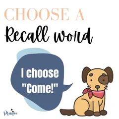 Teaching your dog to come when called starts with choosing a clear, consistent recall word. 'Come' is a great choice, but you can use any word that you'll use only for this important command.