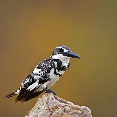 A Pied Kingfisher perched on a log, its sharp black and white plumage standing out against the warm, earthy tones of the background.