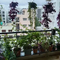 This is a balcony garden we set up for a client in BTM Layout, Bangalore. We used a mix of hanging plants with purple leaves and potted green plants to bring nature into their apartment.