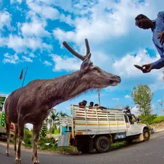 A Sambar deer navigates a busy road, with tourists offering it food. While it may seem harmless, feeding wildlife is dangerous for both the animals and people, leading to habituation and conflict.