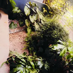 Here's a closer look at the ground-level planting in this garden. We used a mix of textures and shades of green, including ferns and broad-leafed plants, with a gravel and pebble base for a clean, modern look.