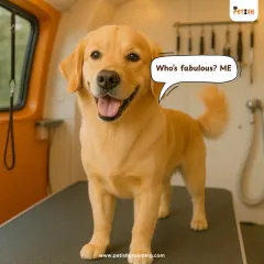 Who's fabulous? This freshly groomed golden retriever knows the answer! A good grooming session brings out confidence and joy in every pet.
