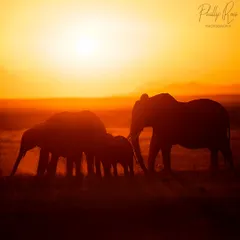 A family of elephants silhouetted against a fiery sunset in Amboseli. These backlit moments are a specialty of my African tours, creating emotional and artistic images.
