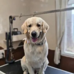 A happy Golden Retriever client, looking fresh and clean after his grooming session. Their smiles are the best reward.