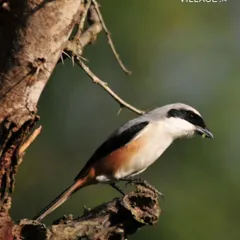 A beautiful Long-Tailed Shrike perched on a branch. Our properties are a haven for birdwatchers, offering chances to spot a wide variety of native bird species.