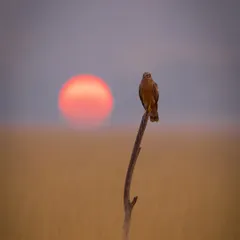 A minimalist masterpiece. The small silhouette of the harrier against the huge, setting sun creates a powerful sense of scale and solitude in the vast grasslands.