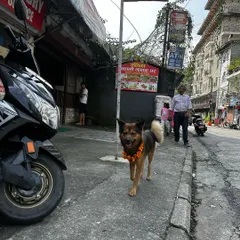 A dream come true. We finally celebrated Kukur Tihar, the festival of dogs, in Nepal. It was a beautiful experience to formally honor my dogs in a country that worships them.