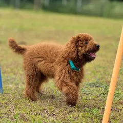 A happy Poodle puppy exploring the agility course during a picnic party.