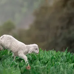 A young lamb frolicking in a field of green. Capturing the joyful, boundless energy of young animals is always a delight.