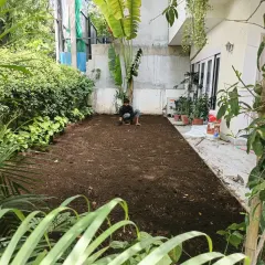 Here, my team member is carefully leveling the new soil. This ensures there are no bumps or low spots, which is essential for proper drainage and a perfectly flat lawn.
