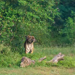 The new king of Bandipur, Karadi Male, scent-marking his territory. After the previous monarch's death, the forest fell silent until this bold bear-slayer arrived, restoring its glory. Watching his story unfold is what makes these safaris so special.