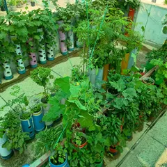A full view of a thriving rooftop garden, with rows of vertical towers creating a lush, green paradise. We can design a complete ecosystem for your terrace, combining vegetable towers, fruit towers, and creepers.