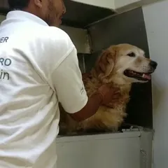 One of our groomers gives a reassuring touch to a Golden Retriever inside the van. Building trust and ensuring your dog feels secure is a key part of our grooming service.