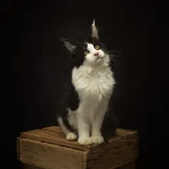 The same handsome cat in color. Its black and white fur and piercing yellow eyes are captured in stunning detail.