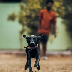 Bhairavi the Lab pup is pure energy. Play is a huge part of my training philosophy, helping puppies learn coordination and burn off that boundless energy in a positive way.