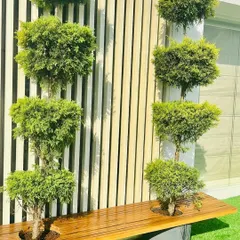 A little shaping can completely change a plant's look. Here you can see the final result of my topiary work, where I sculpted these Juniper plants into a tiered, artistic form, perfect for a formal garden or statement entrance.