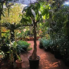Let the sun come in. We recommend giving your indoor plants like this Pachira some sun once in a while to keep them going strong.