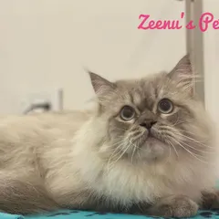 Spark is a gorgeous lilac point Persian with the most expressive eyes. Keeping lighter-colored long fur clean and bright is a key part of my grooming service, using premium shampoos that are gentle on their skin and coat.