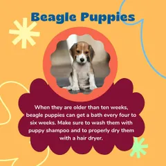 A helpful tip for Beagle puppy owners. Once they are over ten weeks old, a bath every four to six weeks with a proper puppy shampoo and gentle hair dryer is ideal for their coat.
