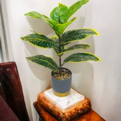 This plant showcases large, glossy leaves with distinct yellow edges. It's a great example of a faux plant that adds a touch of the tropics to your decor in a small, manageable size.