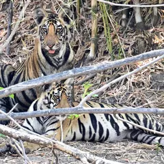 There is a certain magic to those stripes and those eyes, seen through the tangled branches of the Central Indian jungles. These two sub-adults, resting but alert, represent the future of their kind, a fragile hope nestled in the heart of the forest.