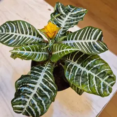 The Zebra Plant is a true showstopper with its dark green leaves and bold white stripes. It loves humidity and indirect light, and when it blooms, it produces a beautiful golden flower, adding a tropical touch to your space.