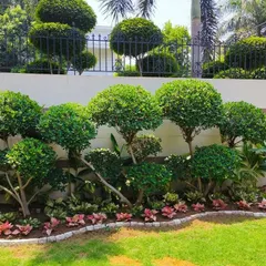 A look at a garden I designed, featuring beautifully sculpted Ficus topiary trees. This kind of arrangement adds a permanent, elegant structure to your lawn or backyard.