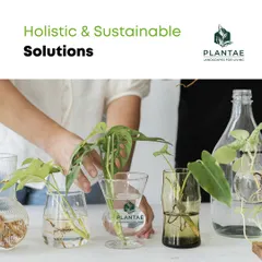 I focus on providing holistic and sustainable solutions that enhance your living space. This includes methods like water propagation, which is a simple and beautiful way to create new plants and expand your indoor garden.