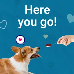 A spoonful of happiness. Our Funlicks Jams are a super tasty way to make any meal extra special for your furry best friend.