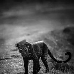 A rare black panther in monochrome. The high-contrast black and white treatment enhances its mysterious and ghostly presence.
