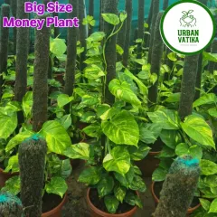 Big size Money Plants, or Pothos, trained on moss sticks. These are very easy to care for and are believed to bring good fortune.