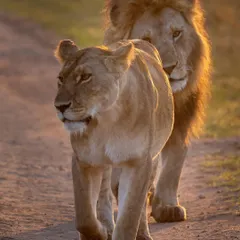 A lion and lioness, a courtship pair, walk down a track in the beautiful golden light of early morning. These are the romantic, story-filled moments we seek to capture on safari.