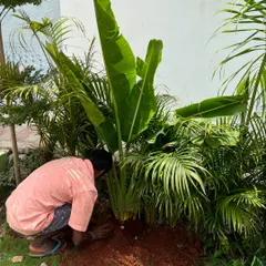 A member of our team planting a large Bird of Paradise. This physical work, connecting with the soil and the plants, is a fundamental part of our craft and our passion.