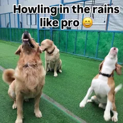 Monsoon care is crucial. We make sure to keep our pups dry, provide clean drinking water, and wipe their paws after every walk to prevent fungal infections.
