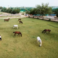 A herd of my horses grazing peacefully in the large, open pasture. This is the serene environment that greets you when you visit.