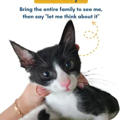 The face our kittens make when a potential adopter brings their entire family to see them, then says "let me think about it." The suspense is real!