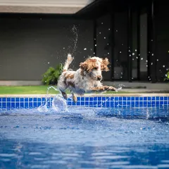 Pure, unfiltered joy in a single leap. Chase the cocker spaniel shows us what it means to live in the moment during his weekend getaway shoot in Alibaug. Action shots like this capture a pet's true spirit.